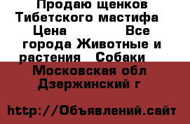 Продаю щенков Тибетского мастифа › Цена ­ 45 000 - Все города Животные и растения » Собаки   . Московская обл.,Дзержинский г.